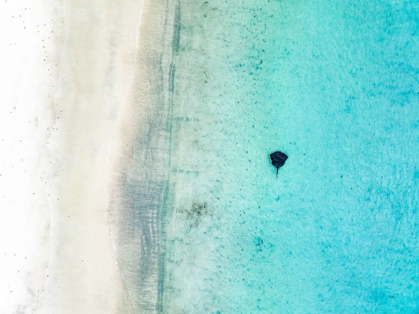 Sting Ray in Beautiful Teal Water